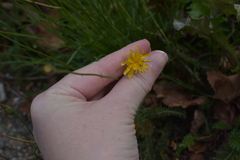 Scorzoneroides autumnalis