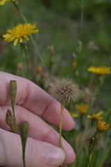 Scorzoneroides autumnalis