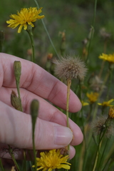 Scorzoneroides autumnalis