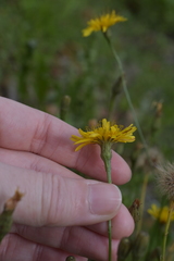 Scorzoneroides autumnalis