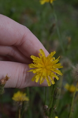 Scorzoneroides autumnalis