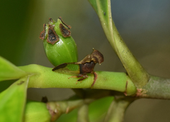 Lycoderides elephantus