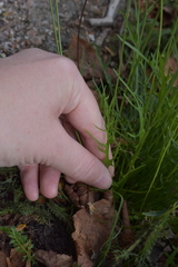 Scorzoneroides autumnalis