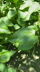 Catalpa speciosa