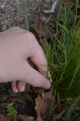 Scorzoneroides autumnalis