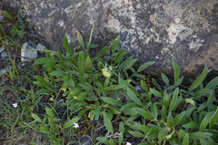 Phacelia leptosepala