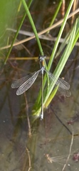 Lestes sponsa
