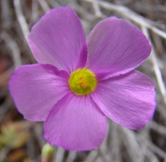 Oxalis stellata