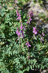 Hedysarum occidentale