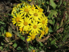 Packera toluccana