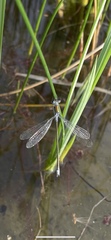 Lestes sponsa