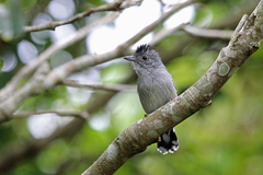 Sooretama Slaty-Antshrike photo 2