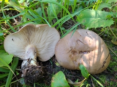Lactarius caespitosus