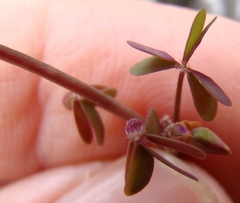 Oxalis stellata