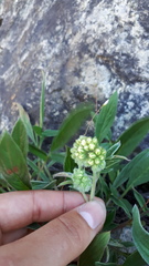 Phacelia leptosepala