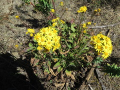 Packera toluccana