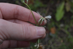 Sonchus oleraceus