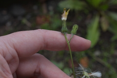 Sonchus oleraceus