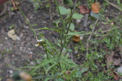 Sonchus oleraceus