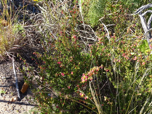 Image of Hermannia rudis by (c) Shaun Swanepoel, some rights reserved (CC BY)