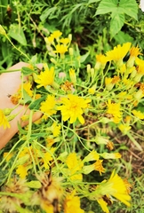 Hieracium virosum