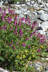 Hedysarum occidentale