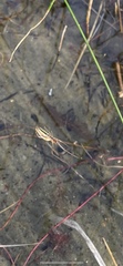 Tetragnatha
