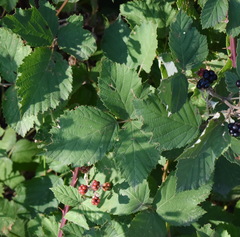 Rubus praecox