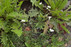 Arabidopsis arenosa