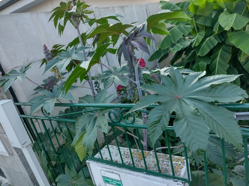 Skočac (Ricinus communis)