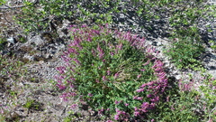 Hedysarum occidentale