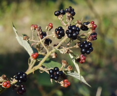 Rubus praecox