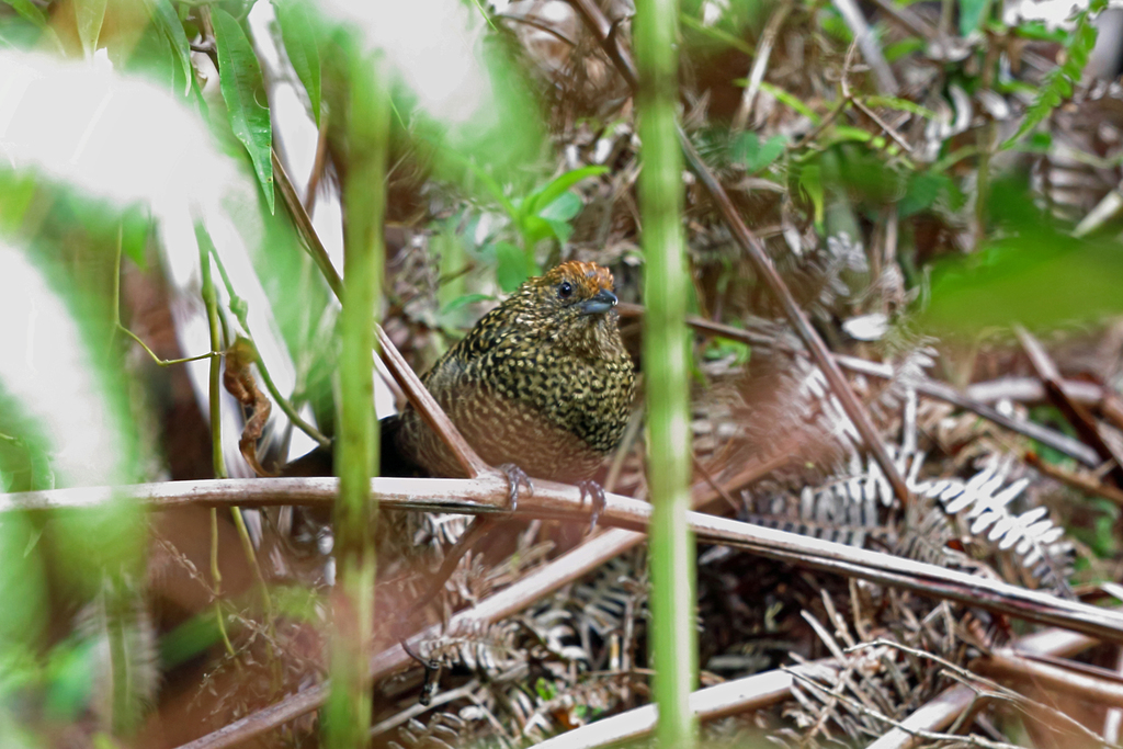 Large-tailed Antshrike