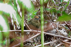 Large-Tailed Antshrike photo 2