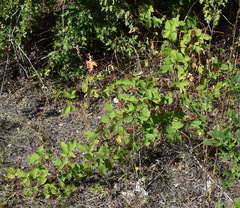 Rubus praecox