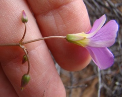 Oxalis stellata