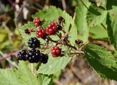 Rubus praecox
