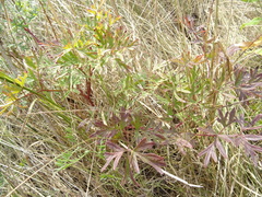 Peucedanum alsaticum