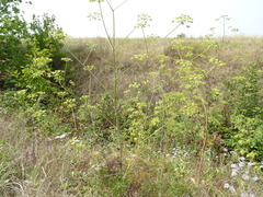 Peucedanum alsaticum