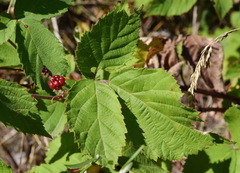 Rubus praecox