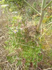Peucedanum alsaticum