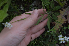 Arabidopsis arenosa