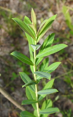 Salix vinogradovii