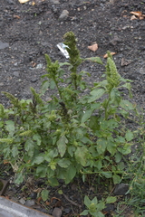 Amaranthus retroflexus