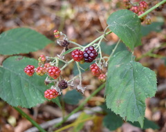 Rubus praecox