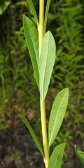 Salix vinogradovii