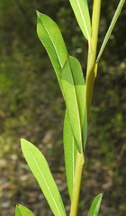 Salix vinogradovii