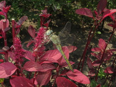 Orthetrum coerulescens anceps