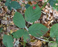 Rubus praecox