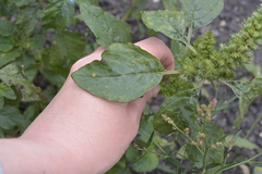 Amaranthus retroflexus